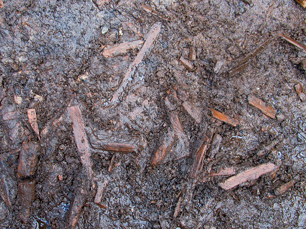 Small pieces of wood partially embedded in waterlogged dark brown soil