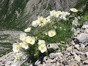 A clump of flowers with large white petals growing on a rocky slope