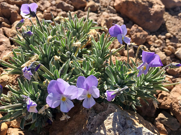 A small plant with light purple flowers on a brown rocky ground