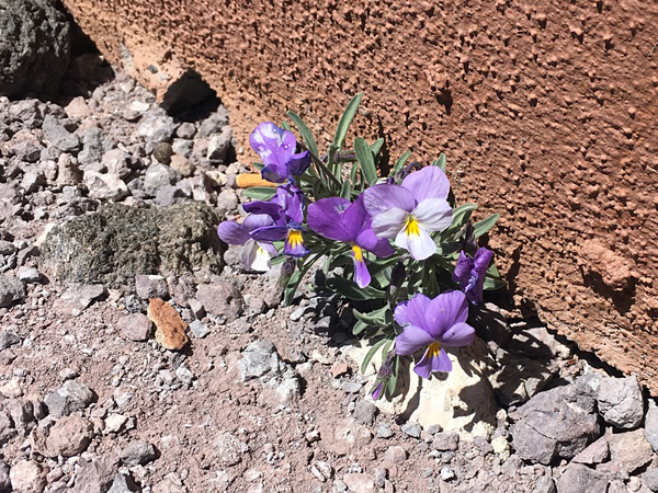 A small plant with light purple flowers growing against the wall of a building on rocky ground