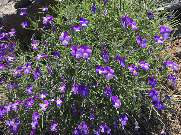 A magnificent clump of bright purple flowers