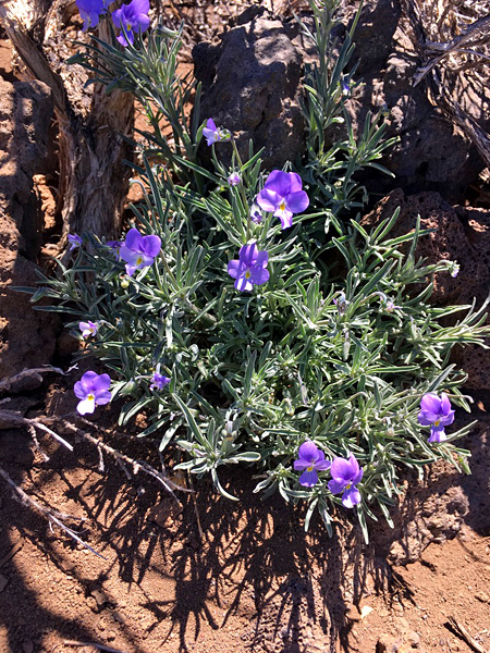 A small plant with purple flowers growing between rocks in bare, brown soil