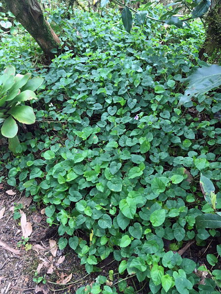 A carpet of vivid green, heart-shaped leaves between the trees