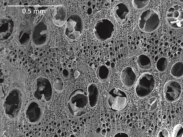 Microscopic image of alternating layers of small and large cells