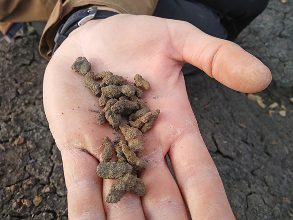 A handful of bean-sized, irregularly shaped brown fossils lying on an open palm