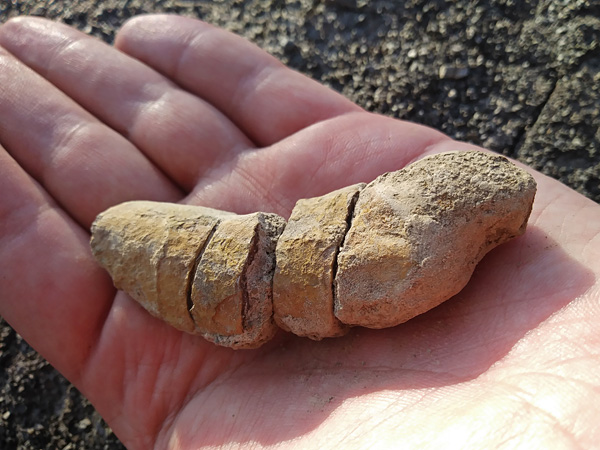 A light brown, cracked fossil resembling a short banana lies on an open palm