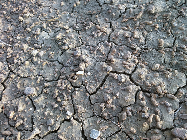 Gray soil cracked by drought. Its surface is strewn with tiny fossils resembling pebbles