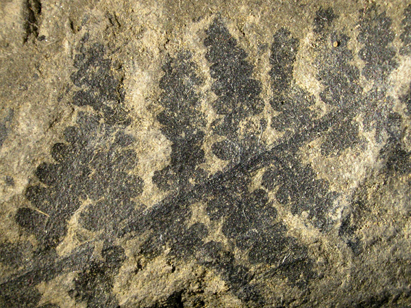 The surface of a light brown rock with a dark brown leaf imprinted on it