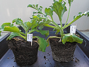 Two plants with fleshy leaves, one smaller, the other larger, taken out of the pot along with the soil